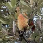  берег банк sia3 номер pot рассада Inte grif . задний саженец садовое дерево Hanaki o-ji- растения 