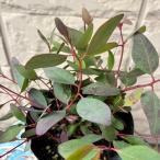  эвкалипт pop Rene a3.5 номер pot рассада саженец 