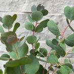 ユーカリ ウェブステリアナ 3.5号ポッ