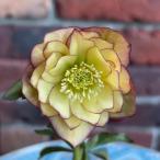 【現品】【花終わり】 クリスマスローズ ダブル咲き 206-59 4.5号ポット苗 花苗 寄せ植え 鉢植え 庭植え ヘレボルス 冬の花