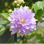 クレマチスの苗　ベル　オブ　ウォーキング　3.5号ポット苗　花苗　