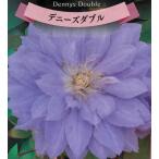 クレマチスの苗デニーズダブル3.5...