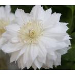 ショッピングクレマチス クレマチスの苗　ダッチェス　オブ　エジンバラ　3.5号ポット苗　花苗　