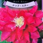 クレマチスの苗　レッドスター　3.5号ポット苗　花苗　
