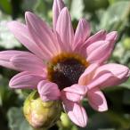 アークトチス プルミエ シフォン　3.5号ポット苗　寄せ植え　庭植え　花苗