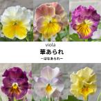 ビオラ華あられ花色おまかせ3株3....