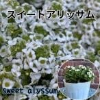 スイートアリッサム雪水晶3.5号ポ...
