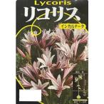 リコリス インカルナータ 球根1球袋詰め 曼殊沙華 彼岸花 鉢植え 庭植え