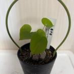  черепаха . дракон ( Dio sko редкость ere вентилятор ti.s) 2.5 номер pot рассада ko- Dex . корень растения .. растения декоративное растение 