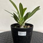 【現品株H-1】パキポディウム ホロンベンセ 8cm硬質ポット苗 コーデックス 塊根植物 珍奇植物 観葉植物