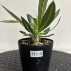 【現品株H-2】パキポディウム ホロンベンセ 8cm硬質ポット苗 コーデックス 塊根植物 珍奇植物 観葉植物