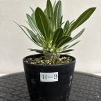 【現品株H-3】パキポディウム ホロンベンセ 8cm硬質ポット苗 コーデックス 塊根植物 珍奇植物 観葉植物