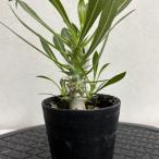 【現品株H-4】パキポディウム ホロンベンセ 8cm硬質ポット苗 コーデックス 塊根植物 珍奇植物 観葉植物