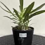 【現品株H-5】パキポディウム ホロンベンセ 8cm硬質ポット苗 コーデックス 塊根植物 珍奇植物 観葉植物