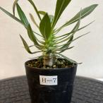 【現品株H-7】パキポディウム ホロンベンセ 8cm硬質ポット苗 コーデックス 塊根植物 珍奇植物 観葉植物