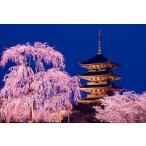 PT-137 ночь Sakura . восток храм (... страна храм )| Kyoto (столичный округ) 