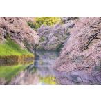PT-183 満開の桜咲く千鳥ヶ淵