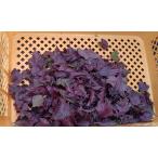 赤紫蘇　ちりめんしそ　無農薬栽培　無化学肥料栽培　200g(葉のみ)　山梨県産　自然栽培赤しそ　注文後収穫　新鮮  野生の力