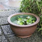 信楽焼睡蓮鉢メダカ鉢おしゃれめだか...