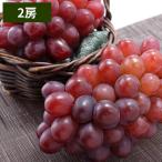  виноград фрукты Okayama префектура производство фиолетовый .2. примерно 1.2kg.. для ... подарок по случаю конца года зима подарок . лет . фрукты подарок . подарок. . виноград .. было использовано [ отгрузка время 11 месяц ]