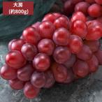  виноград фрукты Okayama префектура производство фиолетовый . большой .1. примерно 800g.. для ... подарок по случаю конца года зима подарок . лет . фрукты подарок . виноград подарок. ... было использовано [ отгрузка время 11 месяц ]