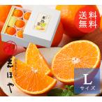 みかん 柑橘 愛媛県産 紅まどんな Lサイズ 5玉  1玉約180〜230g 贈答用冬ギフト お歳暮 果物 ギフト 旬  プレゼント のし くだもの フルーツ