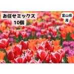 富山県産 砺波 チューリップ 球根 おまかせパック 可愛いお花 安心の国内出荷 10個