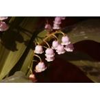 { популярный товар } розовый Германия ландыш выгодный 5 pot массовая закупка 