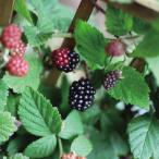 [ фруктовое дерево рассада ] BlackBerry [boison Berry ](15cmp)