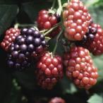 [ фруктовое дерево рассада ] BlackBerry [so-n свободный ](15cmp)