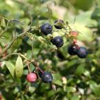 [ фруктовое дерево рассада ] Bill Berry (13.5cmp)