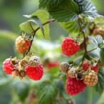 [ фруктовое дерево рассада ]toge нет laz Berry [ Glenn усилитель ](15cmp)