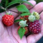 [ фруктовое дерево рассада ]toge нет laz Berry [ Glenn moi](15cmp)