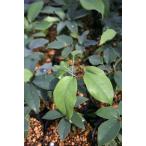 [ фруктовое дерево рассада ]mbe2 год сырой рассада (9cmp)