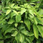 [ фруктовое дерево рассада ]mbe3 год сырой рассада (10.5cmp)