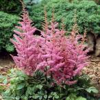 アスチルベ「カトレア」 4号(12cm)ロングポット　※仮植え苗