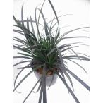  чёрный дракон oo bajanohige3.5 номер выгодный 10 pot массовая закупка { почвопокровные растения }