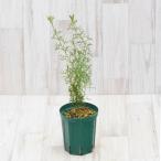 isopogon*forumo подвеска * rose кукуруза 4 номер длинный горшок с разрезом 