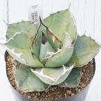 《現物》アガベ　チタノタ　ブルー　特選株　美株　No.6621　4号