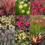 リューカデンドロン　品種見計らい　3種3株　4号ロングポット