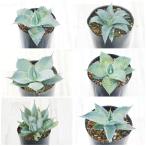 [B комплект ] агава . товар ( товар вид название имеется ) видеть итого ..5 вида комплект 3 номер длинный pot 