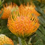 { цветок . имеется } дракон ko spec rumam[ayoba солнечный ]b ланч покрой 4 номер длинный pot 