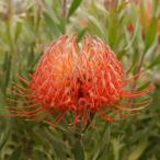  дракон ko spec rumam[ Blanc she* сахалинский таймень ] стандартный покрой АО 4 номер длинный pot 