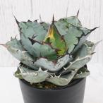 アガベ・チタノタ「ブラック＆ブルー」3.5号セラアート鉢　※ブラックアンドブルー