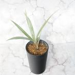 ブラヘア・アルマータ　3.5号鉢