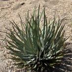 he spec ro юкка *wi Play [eremika] 3 номер длинный pot 