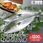 獅子島産百年漁師の鰤加熱用切り身1...