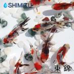 ショッピング金魚 金魚／東錦 5匹