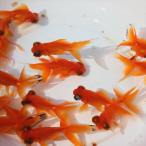 金魚／赤出目金 10匹