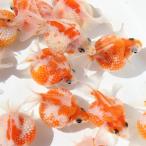 金魚／ピンポンパール 10匹